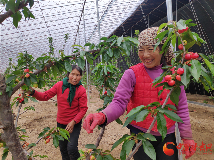 【甘肅省決戰(zhàn)決勝脫貧攻堅】櫻桃紅了 天水甘谷農民日子美了