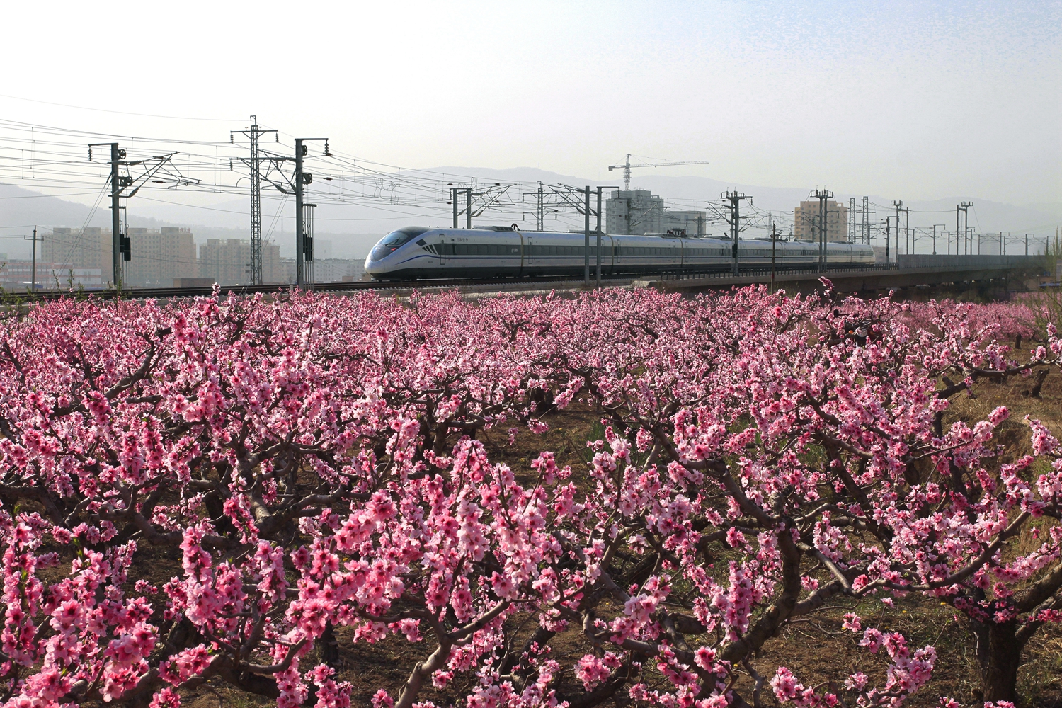 1586315634123393.jpg 楊芳云 《桃花盛開(kāi)的地方》_副本.jpg
