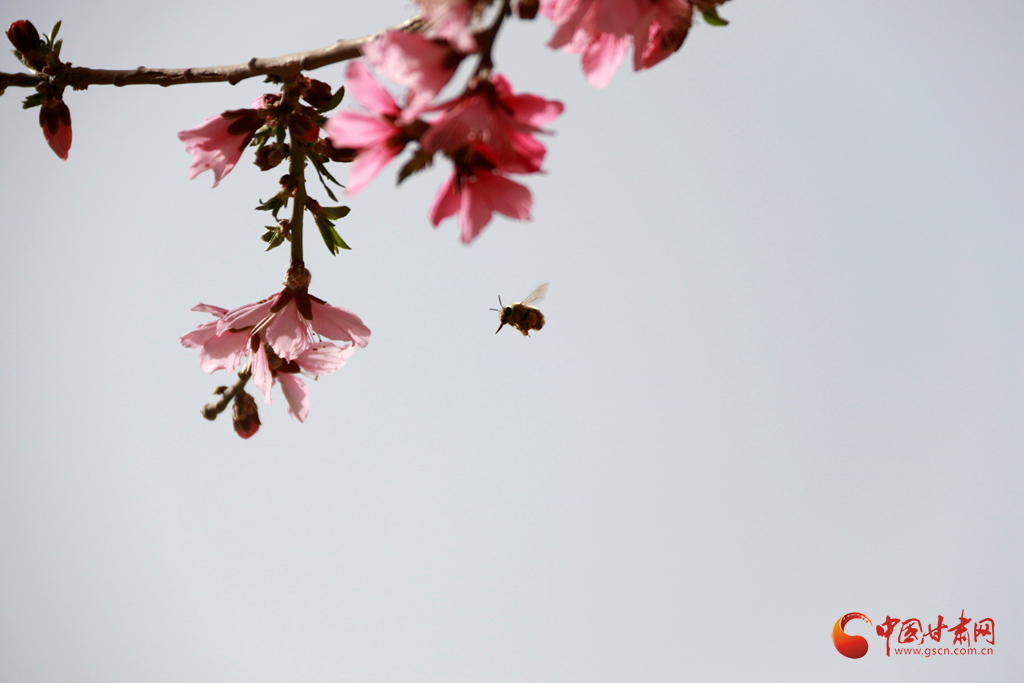 甘肅敦煌：花香引蜂來(lái)（組圖）