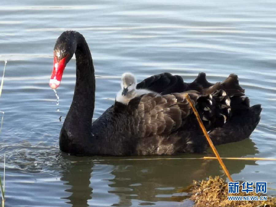 萌化了！黑天鵝寶寶出窩“游湖”