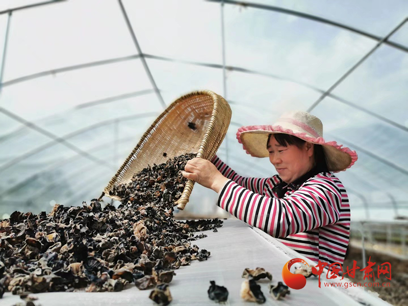 康縣：木耳菌袋結(jié)出脫貧致富的“幸?；ā?>
        </a><em>康縣：木耳菌袋結(jié)出脫貧致富的“幸?；ā?/em></li>
    <li><a  target=