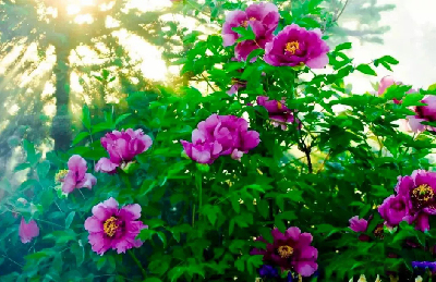 【“甘味”故事】“百花王”駕到！國色傾城正當時