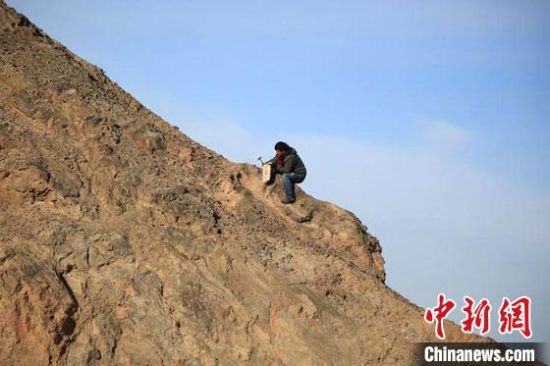 圖為敦煌“80后”畫家張杰龍?jiān)诙鼗腿Ｉ嚼锊杉V石顏料。(資料圖)受訪者供圖