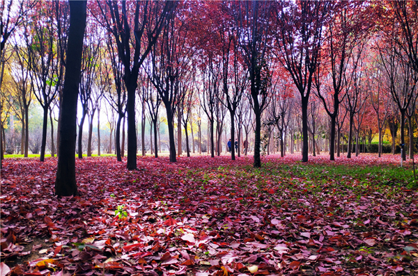 【“醉”美深秋 】深秋，請(qǐng)到蘭州這片紅葉林里走走