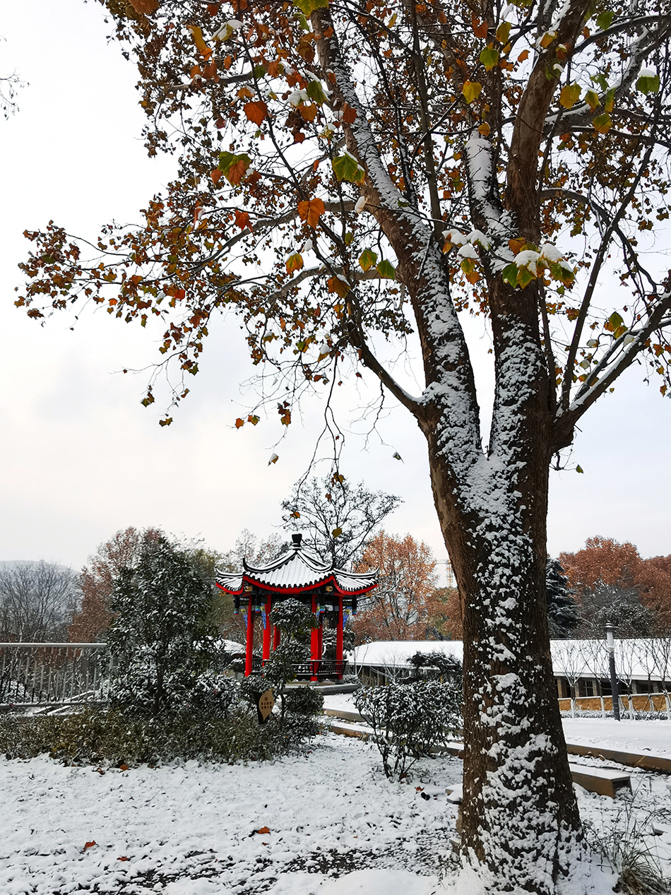 高清大圖|天水弘文園初雪，你喜歡嗎？