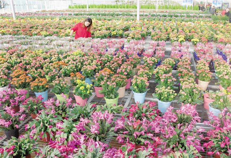 臨夏縣20多萬株水仙花、杜鵑、蝴蝶蘭等60多種花卉競相綻放