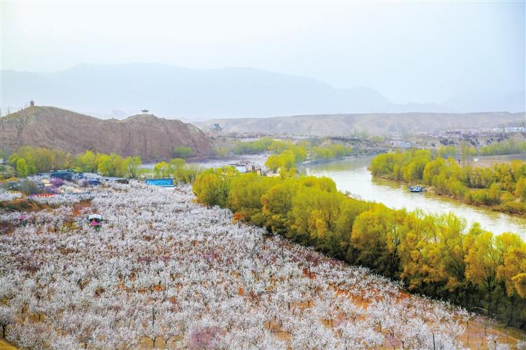 甘肅旅游丨唐汪杏花開 楚楚等君來 在這里賞花看丹霞，美哉！