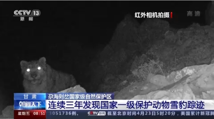 “大貓”出沒！甘肅尕海則岔保護(hù)區(qū)連續(xù)三年發(fā)現(xiàn)雪豹蹤跡