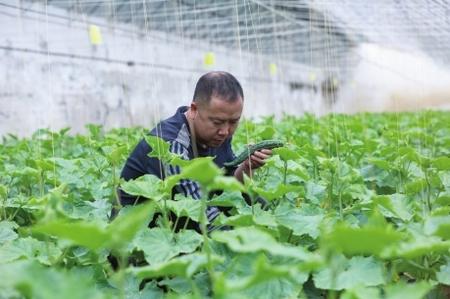 “栽種的是菜苗，收獲的是希望！”——隴南兩當縣豆坪村蔬菜種植見聞