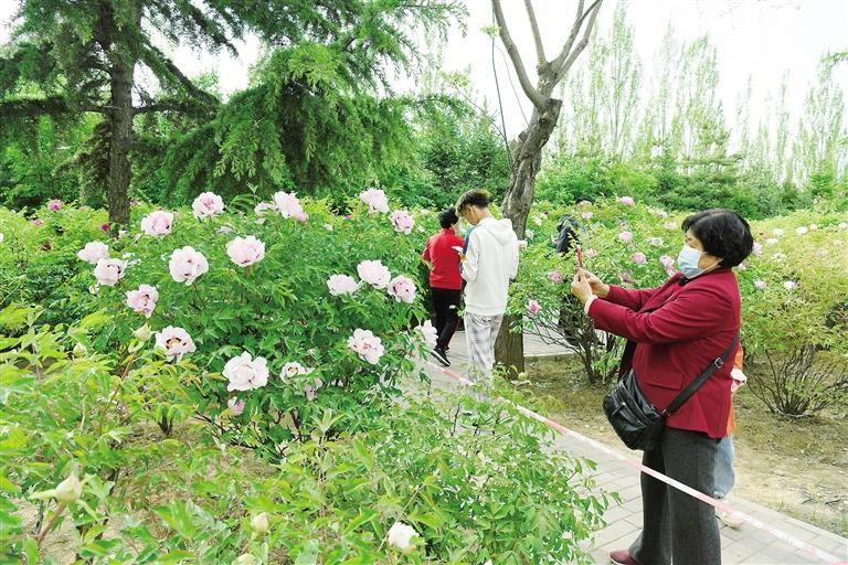 臨夏市北濱河路60里牡丹長廊里不同品種、顏色各異的牡丹花爭奇斗艷