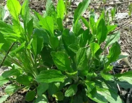 注意！路邊的野菜可不能亂采