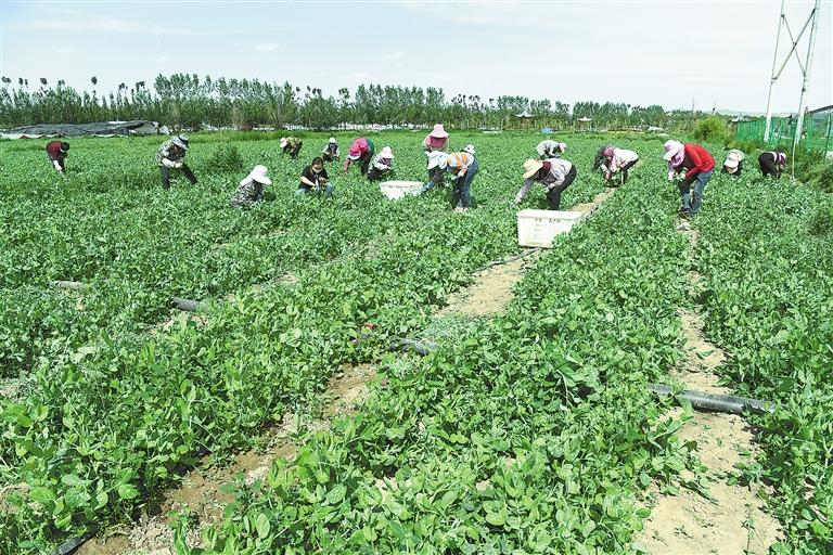 臨夏縣百益現(xiàn)代農(nóng)業(yè)公司種植的500多畝豌豆苗、甜豆等進入豐產(chǎn)期