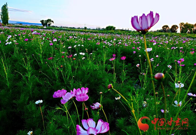 【小康圓夢(mèng)·看甘肅】瓜州：花卉盛開(kāi)景似海 特色小鎮(zhèn)產(chǎn)業(yè)興
