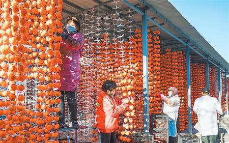 平涼市涇川縣柿柿紅種植農民專業(yè)合作社社員在晾曬柿餅