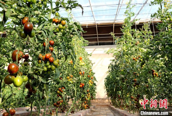 12月14日，甘肅省武威市民勤縣紅旗谷現(xiàn)代農(nóng)業(yè)產(chǎn)業(yè)園，溫棚內(nèi)“水果西紅柿”長勢良好?！●R愛彬 攝