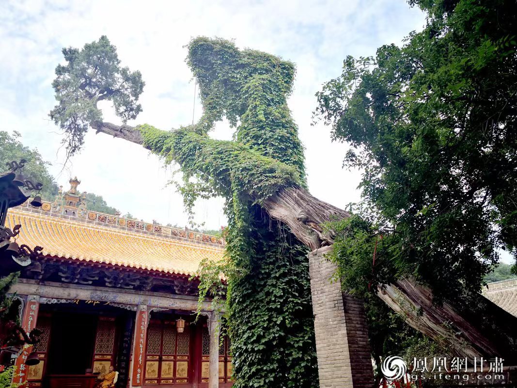 “山頭南郭寺，水號北流泉。老樹空庭得，清渠一邑傳?！倍鸥υ娭械摹袄蠘洹?，指的就是這株春秋古柏，為南郭寺的“鎮(zhèn)寺之寶”。胡江 攝