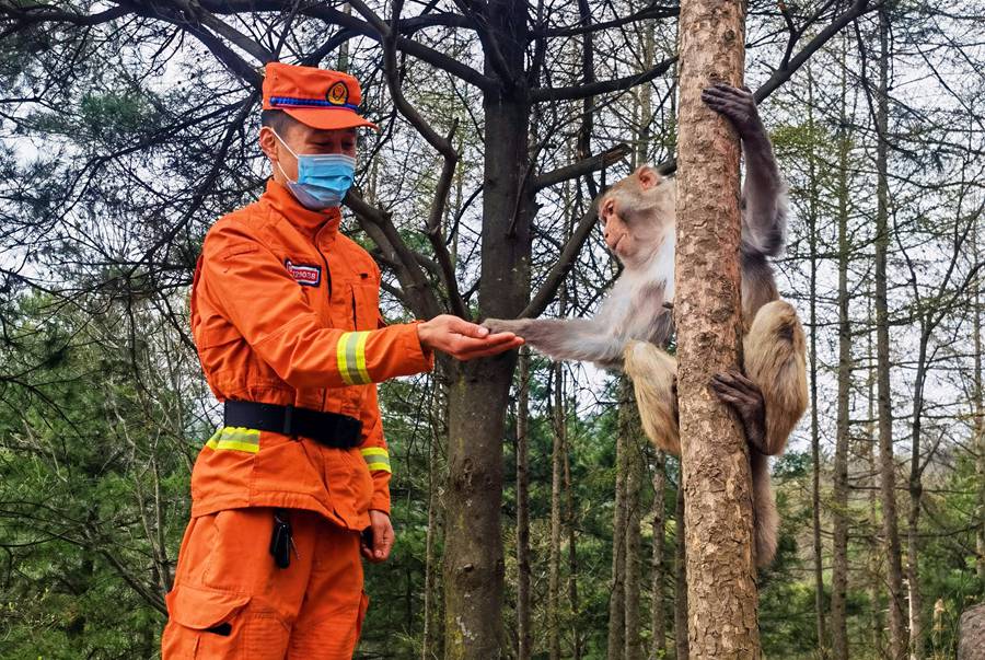 【甘快看】嗨！你好！甘肅隴南森林消防員巡護(hù)途中偶遇野生獼猴群