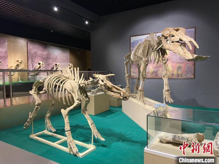 圖為5月底，和政縣古動(dòng)物化石博物館內(nèi)修復(fù)后的古生物化石?！「哒?攝
