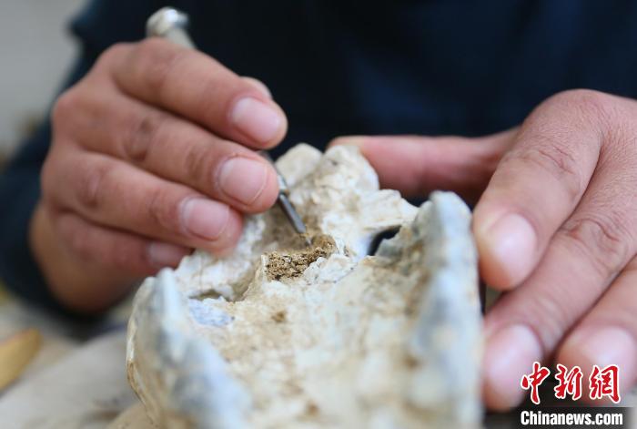 2022年6月，在和政古動(dòng)物化石博物館內(nèi)，古生物化石修復(fù)師對(duì)化石進(jìn)行修復(fù)。(資料圖) 高展 攝