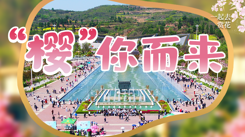 海報(bào)|春色爛漫，一組海報(bào)“云賞”櫻花盛開(kāi)