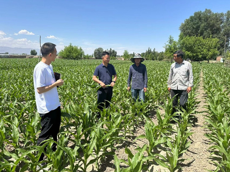臨澤縣蓼泉鎮(zhèn)紀(jì)委工作人員深入田間地頭，現(xiàn)場(chǎng)了解玉米制種長(zhǎng)勢(shì)和產(chǎn)業(yè)發(fā)展情況。.jpg