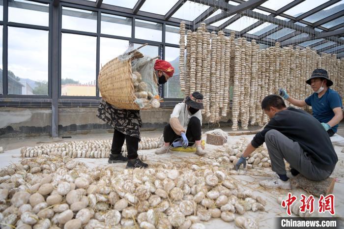 5月10日，甘肅省甘南藏族自治州迭部縣一青稞酒廠，工作人員用青稞面和青稞草等制成的曲坯用繩子串起來(lái)，方便掛起來(lái)曬干。九美旦增　攝