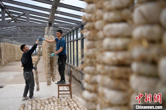圖為5月10日，工作人員將用青稞面和青稞草等制成的曲坯用繩子串起來(lái)晾曬。九美旦增　攝