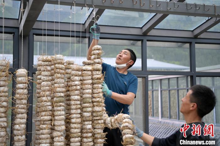 圖為5月10日，工作人員將用青稞面和青稞草等制成的曲坯用繩子串起來(lái)晾曬。九美旦增　攝