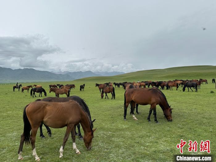 7月中旬，在山丹馬場草原上吃草的“山丹馬”?！〈魑牟?攝